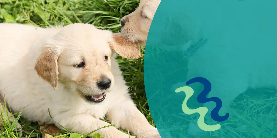 Socialización de los perros